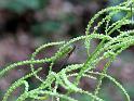 2010-06-12, Uttewalder Grund (11)